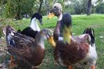 Los Patos